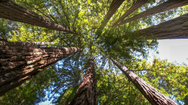 How Our Tree Care Process Works  in  Malabar, FL